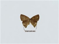 藏品(綠灰蝶)的圖片